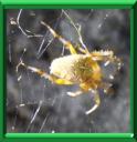 TETRANYQUE TISSERAND