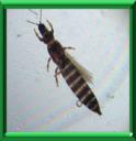 THRIPS
