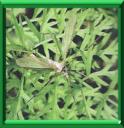 TIPULE