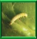 TUTA ABSOLUTA