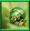 CHRYSOMELE