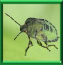 PUNAISE VERTE - NEZARA VIRIDULA