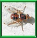 MOUCHE DE L'OLIVE - PARASITES et NUISIBLES
