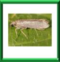 TEIGNE DE L'OLIVIER - PARASITES et NUISIBLES