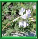 PHAQUE - ASTRAGALUS ALPINUS