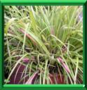PLEURS DE LA REINE - BILBERGIA NATANS