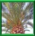 PHOENIX DES CANARIES - PHOENIX CANARIENSIS