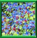 PLUMBAGO RAMPANT - CARATOSTIGMA PLUMBAGINOIDES