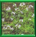 PLUMBAGO DU CAP - PLUMBAGO AURICULATA ou CAPENSIS