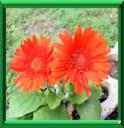 PISSENLIT DU CAP - GERBERA JAMESONII