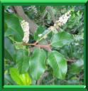 Prunier des Açores ou prunus lusitanica