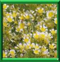 PLANTE AUX OEUFS POCHES ou LIMNANTHES DOUGLASII