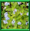 Regardez-moi ou myosotis