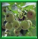 POMME-POIRE - PYRUS PYRIFOLIA