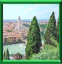 Peuplier de Lombardie - Populus nigra var. Italica
