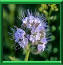 Phacélie ou phacelia tanacetifolia