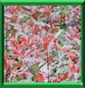 PHOTINIA