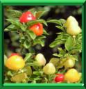 PIMENT D'ORNEMENT - CAPSICUM ANNUUM