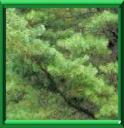 PIN DE COREE - PINUS KORAIENSIS