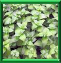PLANTE CHAMPIGNON ou RUNGIA KLOSSII
