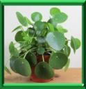 PLANTE A MONNAIE CHINOISE ou PILEA PEPEROMIOIDES