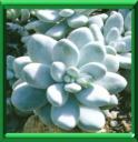 PIERRE DE LUNE - PACHYPHYTUM OVIFERUM