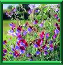 POIS FLEUR - LATHYRUS ODORATUS