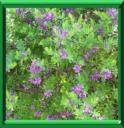 POLYGALE EN MYRTE - POLYGALA MYRTIFOLIA