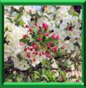 POMMETIER ou MALUS