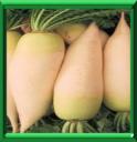 RADIS BLANC D'ASIE - RAPHANUS SATIVUS variété LONGIPINNATUS