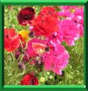 RANUNCULUS ASIATICUS - RENONCULE D'ASIE