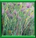 PHRAGMITE - PHRAGMITES COMMUNIS ou PHRAGMITES AUSTRALIS