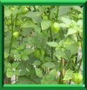 Petite tomate verte du Mexique - Physalis ixocarpa