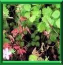 PETITE PIMPRENELLE - POTERIUM SANGUISORBA