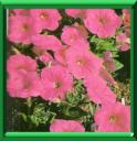 PETUNIA - PETUNIA X HYBRIDA