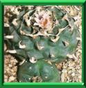 PEYOTE - LOPHOPHORA