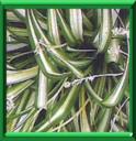 PHALANGERE - CHLOROPHYTUM COMOSUM
