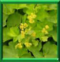 PIED DE LOUP - ALCHEMILLA VULGARIS