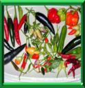 PIMENT - CAPSICUM ANNUUM
