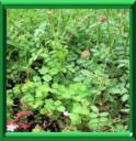 PIMPRENELLE - SANGUISORBA MINOR