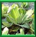 PISTIE - PISTIA STRATIOTES