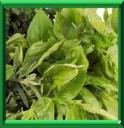 PISTOU - OCIMUM BASILICUM