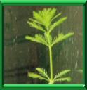 PLANT A BROCHET - MYRIOPHYLLUM AQUATICUM