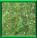 PLANTAIN D'EAU - ALISMA PLANTAGO AQUATICA