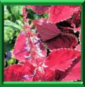 PLANTE ANTI-PISSE - COLEUS ou SOLENOSTEMON