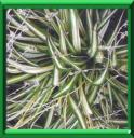 PLANTE ARAIGNEE - CHLOROPHYTUM COMOSUM