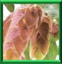 PLANTE AUX CREVETTES - BELOPERONE GUTTATA
