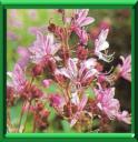 PLANTE AUX ECLAIRS - DICTAMNUS ALBUS