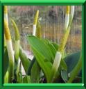 PLANTE BOUGIE - ORONTIUM AQUATICUM
