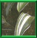 PLANTE DE BELLE MERE - ASPIDISTRA LURIDA ou ASPIDISTRA ELIATOR